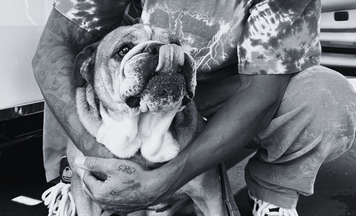 Addio a Roscoe, Hamilton perde il suo inseparabile amico: ...