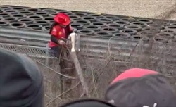 Caos a Fiorano: tifoso abbatte un albero per vedere la SF-25, identificato e multato