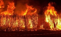 Non c'è pace per la Formula 1. Incendi in Canada, GP a rischio? Le ultime
